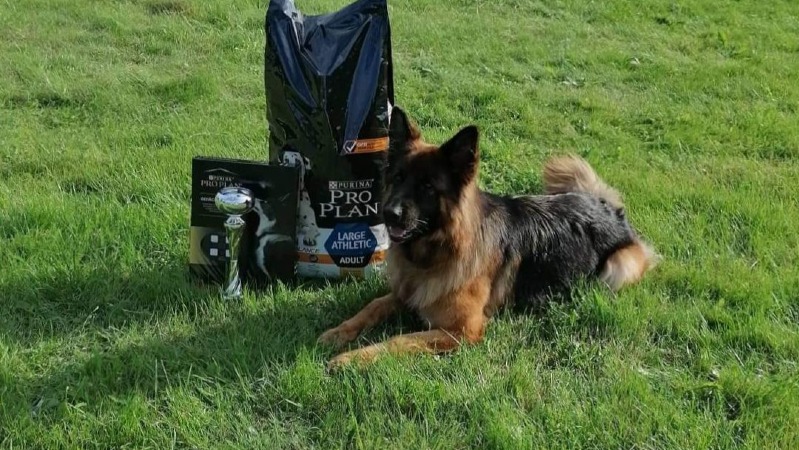 latvia-german-shepherds-speciality-show-2022-07-23